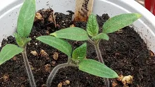 World's 🌎 Best way to grow Huge Tomato Seedlings.....The Prequel 🌱