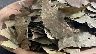 Control Your Blood Sugar Naturally 🍃Neem Leaves for Diabetes Management