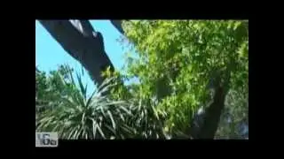 YGTV - Gibraltar Attractions - Alameda Gardens