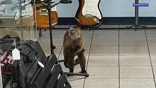 Monkey that damaged Morristown business, musical instruments has been caught