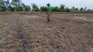 Watermelon growing by using with (4)inch tube well at Kayingone Village, The Gone Township,Myanmar.