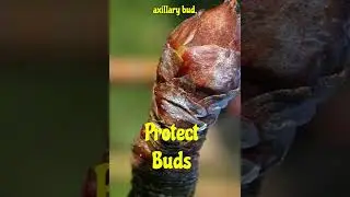 Scale Leaves & Functions #scale#protection#funtion#neet2025#biology#class11#storage#buds#cataphylls