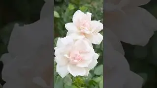 Beautiful soft pink rose ￼