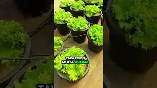 Hortali&ccedil;as em vasos com areia! #horta #hidroponia #jardim