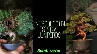INTRODUCCION A ESPECIAL JUNIPEROS-Small Series