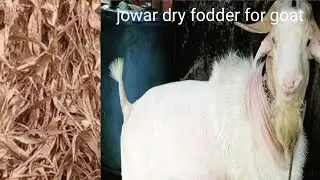 Jowar dry fodder for goat | dry fodder for goat | jowar Cultivation | fodder for goat 🐐 |