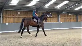 training marco 💪 #equinetherapy #horses #horserider #equineperformance