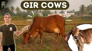 What Makes Gir Cows Special? | Origins, Traits & Benefits of India&rsquo;s Native Breed