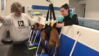Aquatic PetMassage Hoist