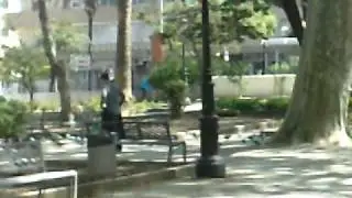 El ladron de palomas del parque