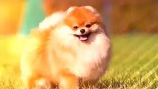 Клип 1| собачки милашки 🐩🐶🐾