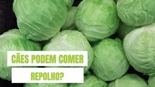 C&atilde;es podem comer repolho? | C&atilde;o pode comer repolho?
