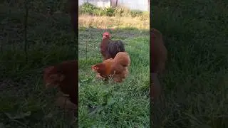 Red heavy Cochin chicken
