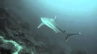 Shark Calling in Papua - Silver Tip and Grey Reefs