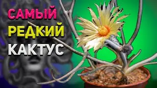 Астрофитум Голова-медузы. Редкий кактус. Astrophytum (Digitostigma) caput-medusae.