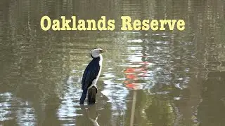 Walking in Oaklands Reserve | Adelaide, South Australia | Silent Vlog