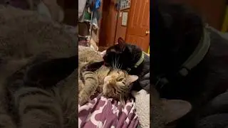 🐾 Laugh-Out-Loud Cat Compilation 😹 Cute & Funny Cat Moments You&rsquo;ll Love #catvideos