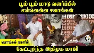 பூம் பூம் மாடு வளர்ப்பில் என்னென்ன சவால்கள்... பொங்கல் நாளில் கேட்டறிந்த ADMK மாஜி