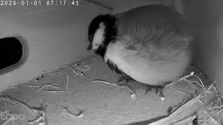 Kohlmeise Milo und Silvester 2025 / 2026 - Great tit Milo and New Year's Eve 2025/2026