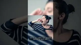 The science behind Yawning!  #facts #australia #germany #uk #didyouknow #usa #yawning #explained