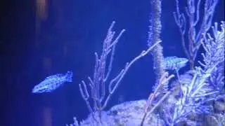 Serranus tigrinus, Harlequin Basslet, Courtship and Spawning Rise