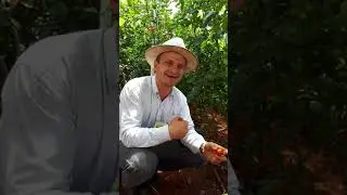 Conheça os tomates Wanda e Tigre