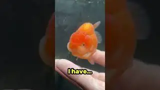 The CUTEST pet on the internet