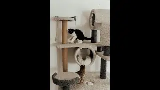 Can Cats Predict Earthquakes? Meet Tilly the Sensing Cat!
