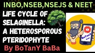 🌿 Life Cycle of Selaginella: A Heterosporous Pteridophyte 🌿 SEED HBIT se JUST PAHLE ki कहानी 