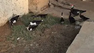 Pet Ducks Roaming#ducks #viralvideo #indianlifestyle #indianvlogs #indianfarmer #ruralindia #indian
