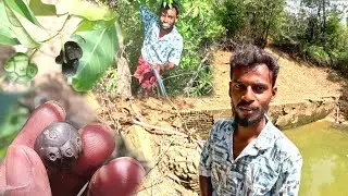 Noni Fruit Hunting my Village..! Manjanathi palam #nonifruit