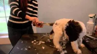 LAGOTTO PUPPIES (SHORT VERSION)