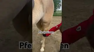 Heute wieder eine Wissensfrage f&uuml;r dich 😍🐴 Hast du es gewusst? #pferd #reiten #pony #bayern #fun
