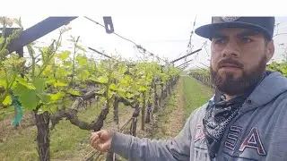 Así es el desbrote de la uva en California como sedesbrota la viña de pico de uva