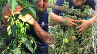 Hoy les muestro c&oacute;mo germinar chile 🌶 y tomate 🍅 en casa 🏠