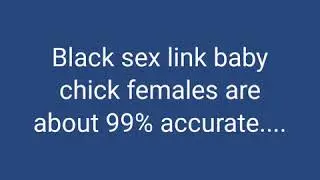 Black Sex Linked Female chicks Cackle Hatchery