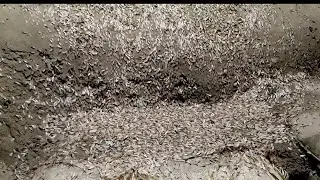 Raikun empuo ni bana jadwng okhani bana jagwn