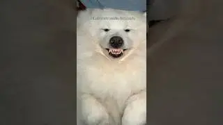 Срочные новости 🚨 #fyp #video #yt #youtubeshorts #yt #shortsviral #reels #dogs #pet #trending #viral