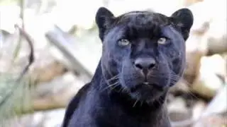 Willi Stanke  -  Der schwarze Panther (1942)