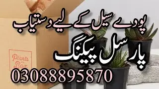 Plants available for sale in reasonable price.Succlents available for sale.