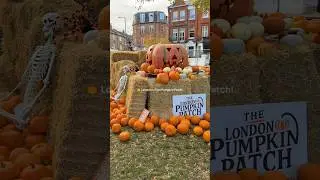🎃 Первое тыквенное поле в Лондоне 🎃 #my_ldn #londonthingstodo