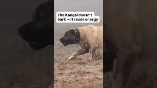 The kangal dog doesn't bark, it reads energy