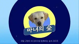 [마녀의 숲] 죽기살기로 노는 개 리트리버 Retriever Bongdal, a dog playing hard to get.