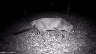 Fox on the wildcamera