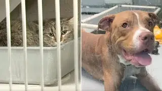 Las Vegas May Ban Dog, Cat Sales in Pet Stores &mdash; in 3 Years