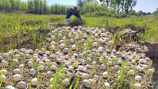 OMG amazing  !A farmer picked a lot of duck eggs in a rice field near a sugarcane plantation.