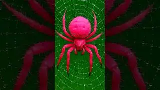 Top 5 Deadliest Spiders You Never Want to Meet 🕷️