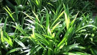 iPod Touch 4G Outdoor Video Test