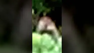 Bigfoot Sighting on Indian Reservation with Photo #bigfoot Best Photo of a Sasquatch