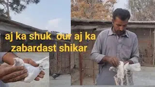 #pigeon #birds #quetta #kabootar #support 